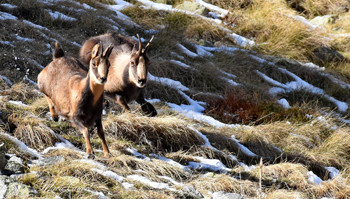 Points d'observation : rut des Isards